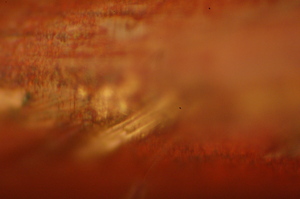 dsc_0012.jpg