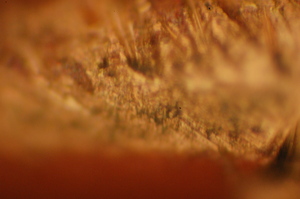 dsc_0015.jpg