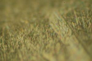 dsc_0023.jpg