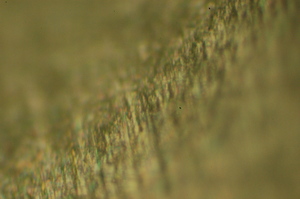 dsc_0024.jpg