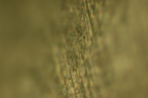 dsc_0025.jpg
